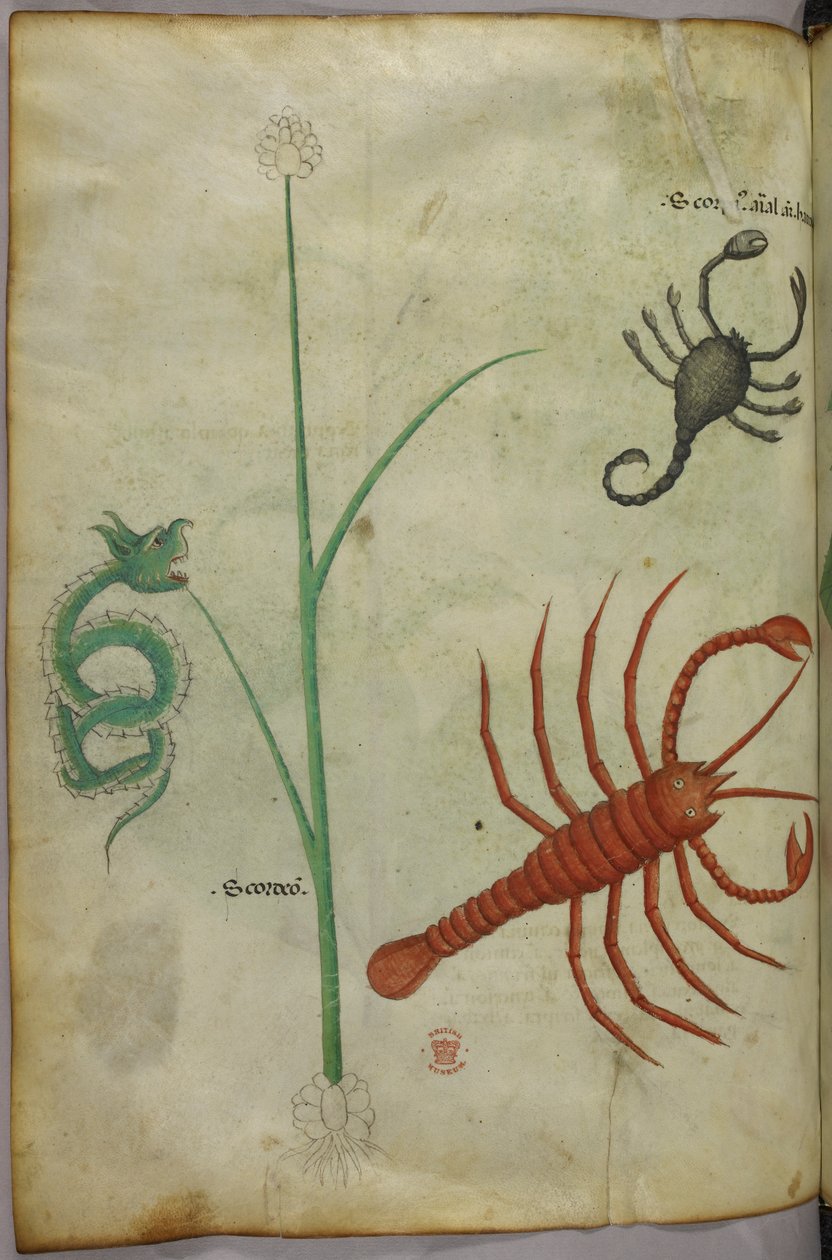 Botanisk og dyreillustration. af Unknown artist