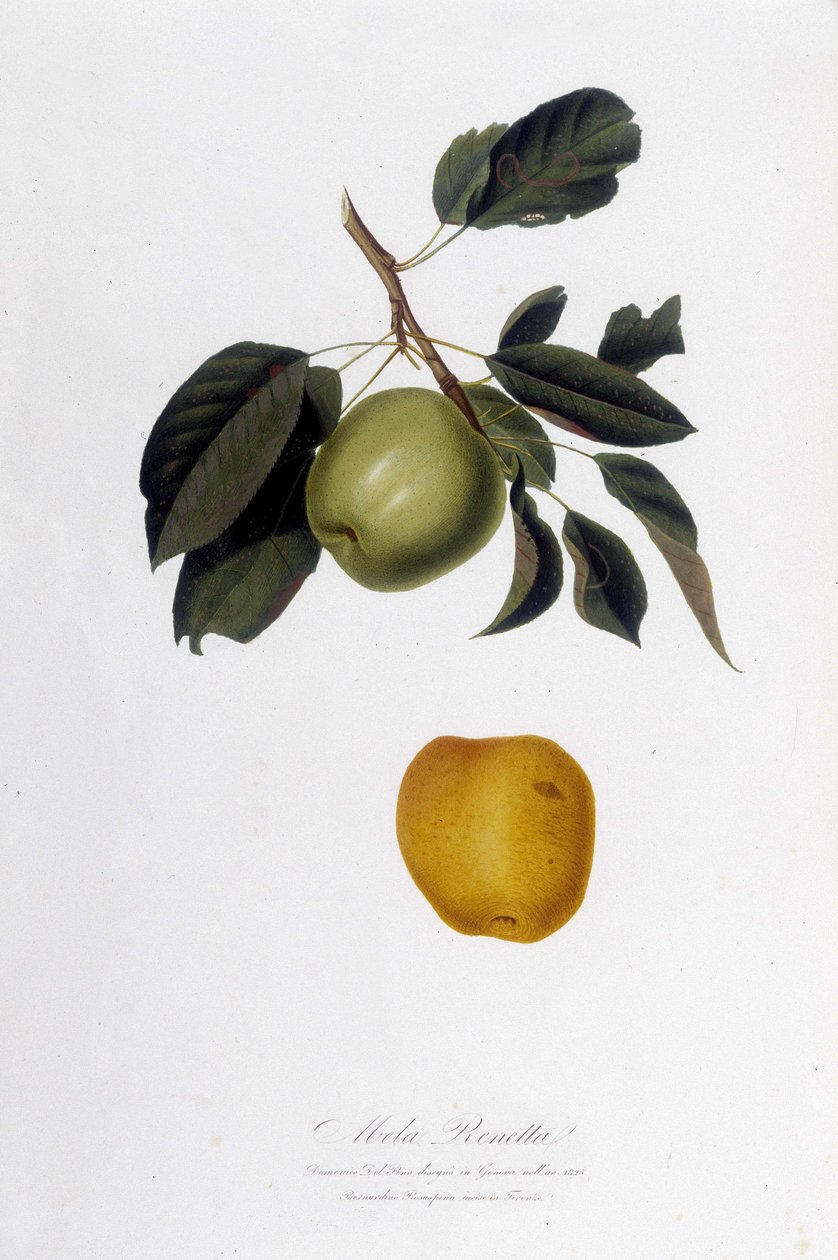 Botanisk tavle: Æblereinette (Mela Renetta). af Unknown artist