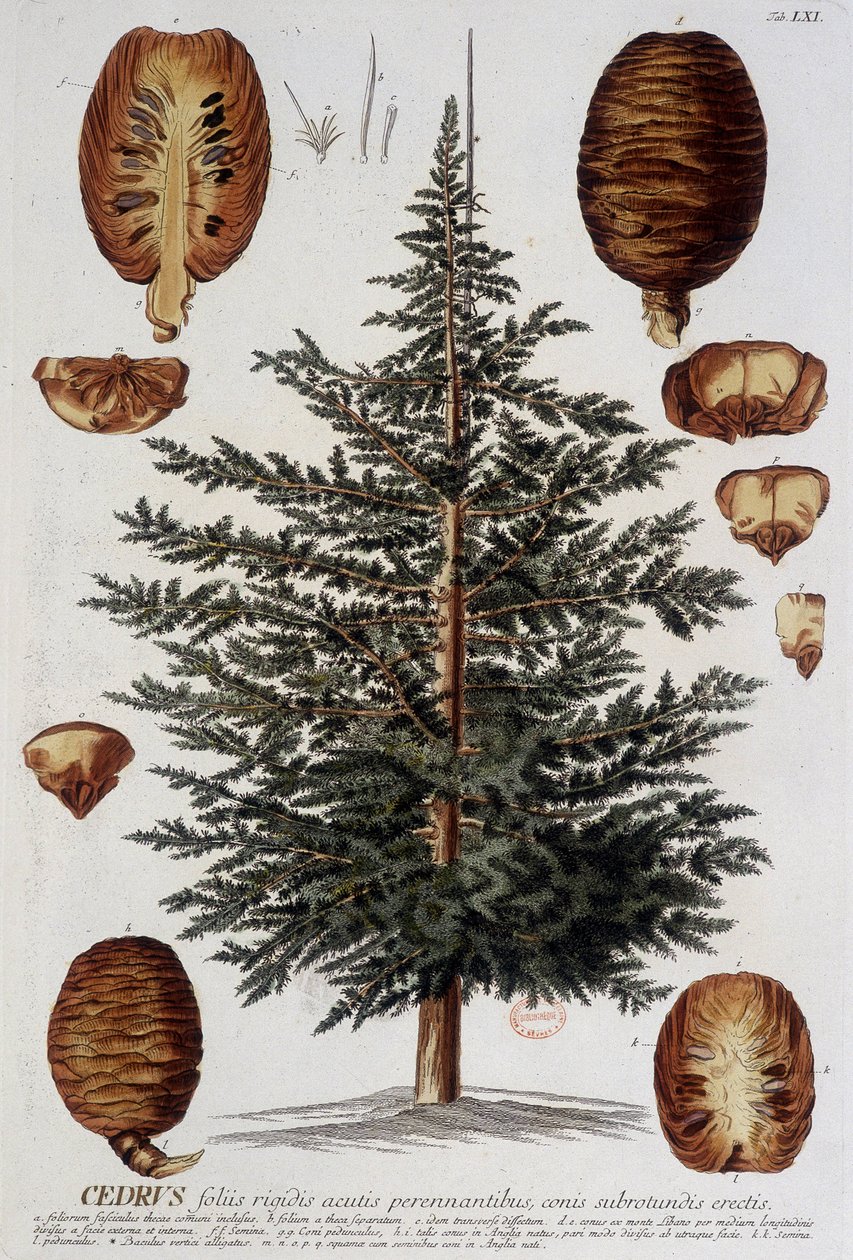 Botanisk tavle: Ceder. n.d. 19. århundrede. af Unknown artist