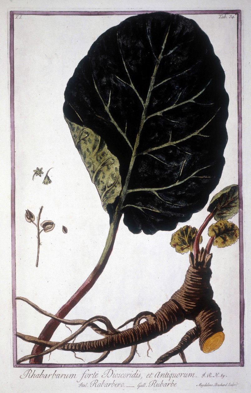 Botanisk tavle: Blade og rødder af rabarber. 1800-tallets herbarium. af Unknown artist