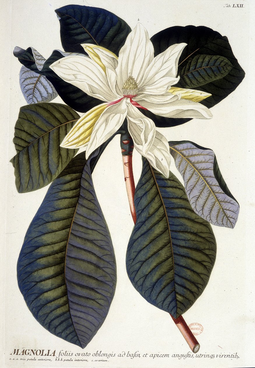 Botanisk tavle: Magnolia, blomst og gren. n.d. 19. århundrede. af Unknown artist