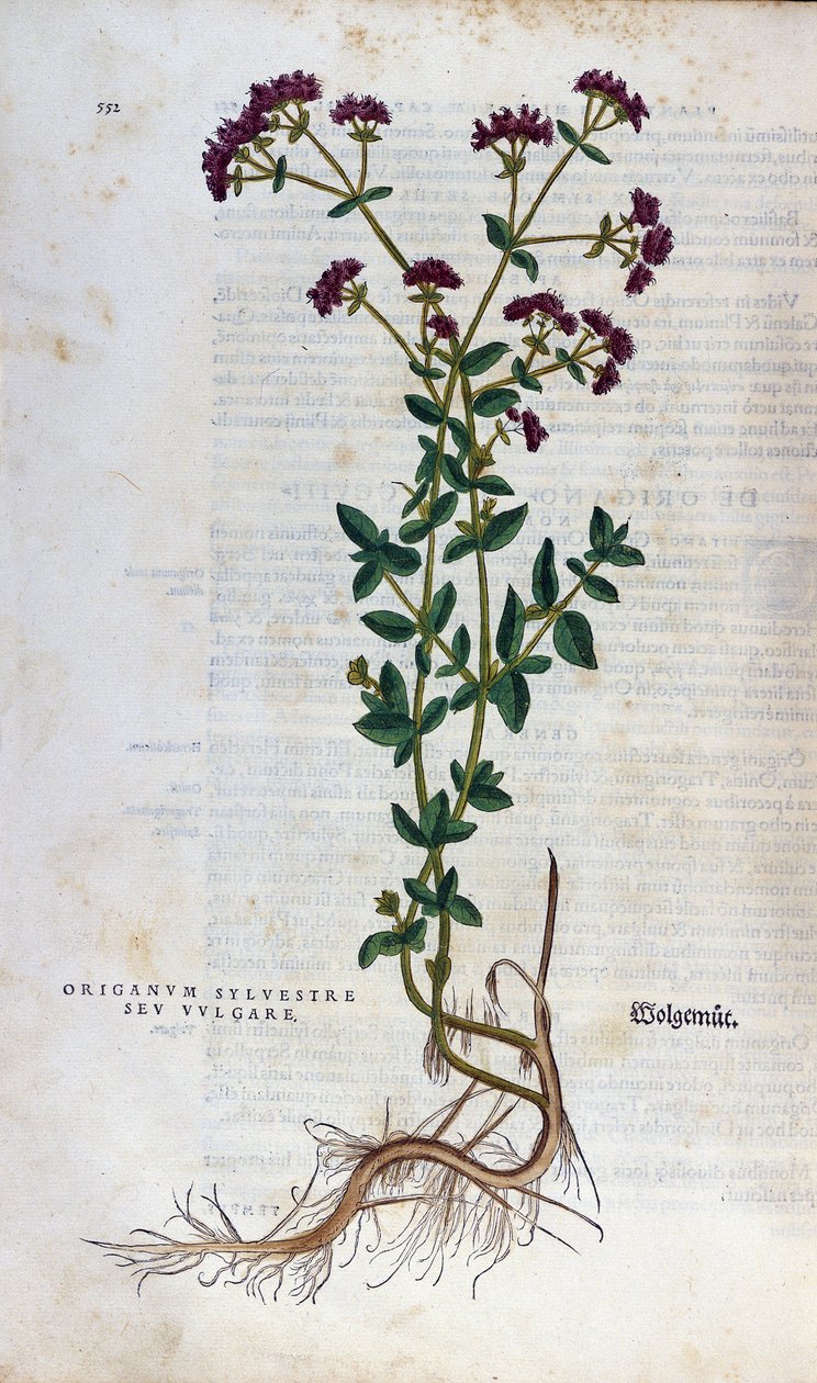 Botanisk tavle: Oregano (vild oregano sev. vulgare). Herbarium of Lheonard Fuchs, ""Stores historie"", Bale af Unknown artist