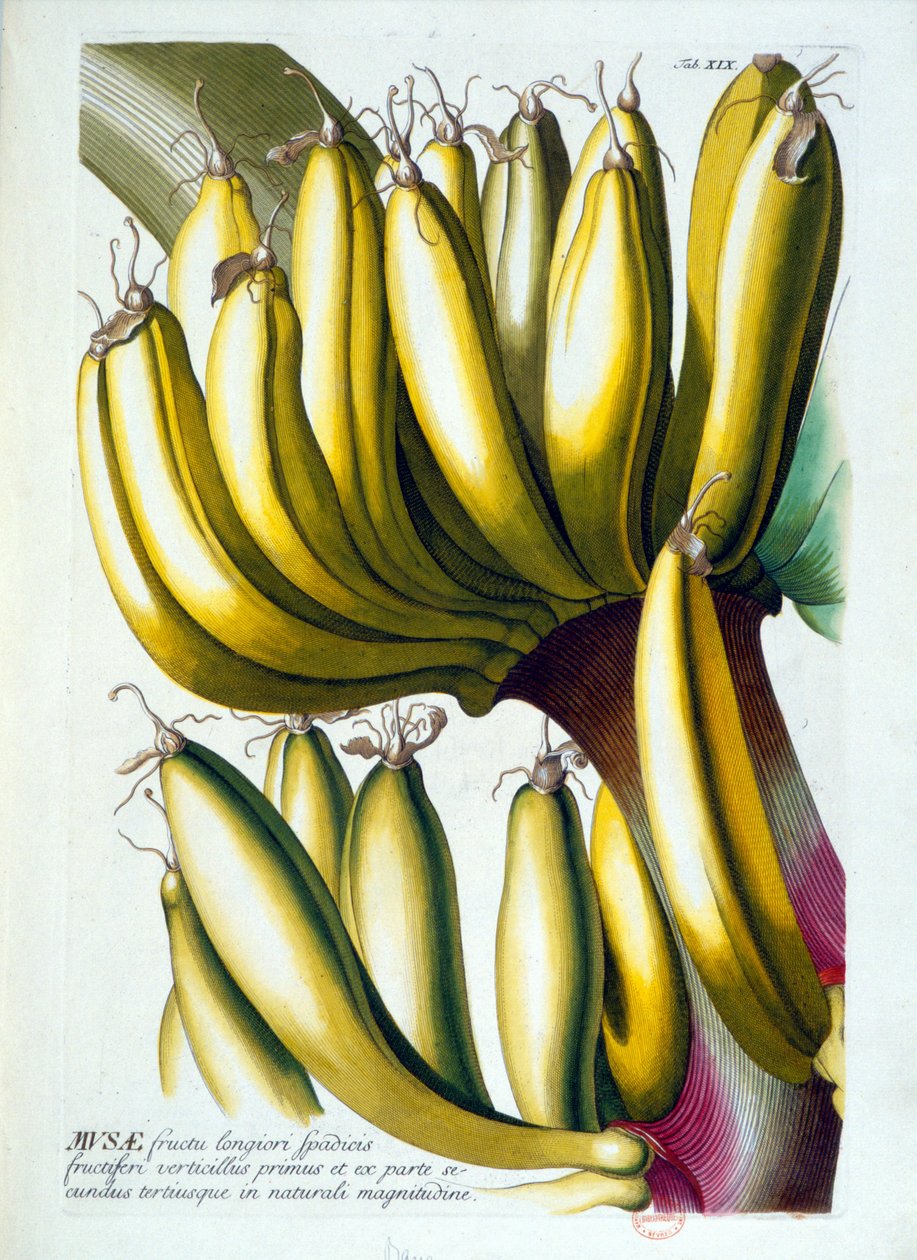 Botanisk bord: en diæt af bananer. n.d. 19. århundrede. af Unknown artist