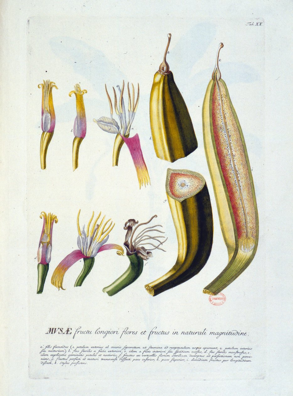 Botanisk bord: blomster og bananskæring. n.d. 19. århundrede. af Unknown artist