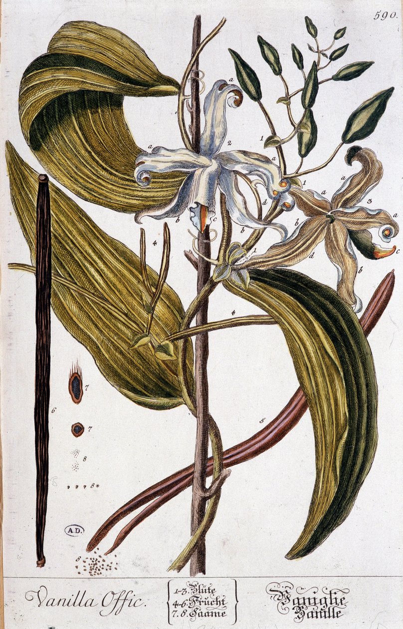 Botanisk bord af vanilje (vaniljeoffic) - 1800-tallet af Unknown artist
