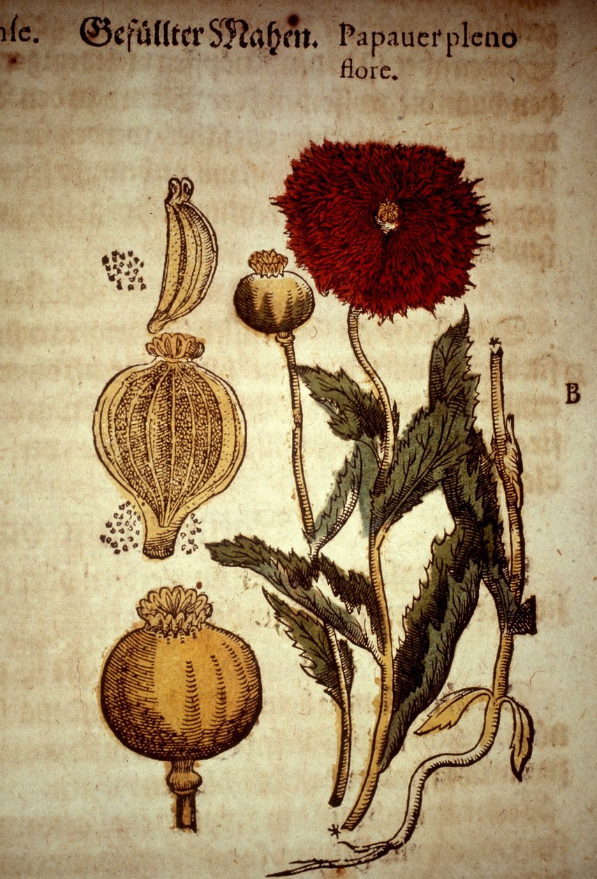 Botanisk tavle: valmue. D