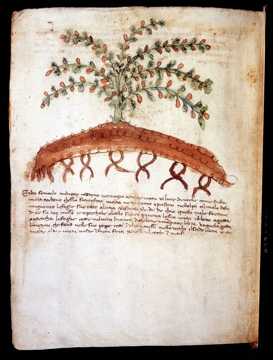 Botanisk tavle, der repræsenterer græsset "" feniculo maggiore "". Rimini kommunale bibliotek af Unknown artist