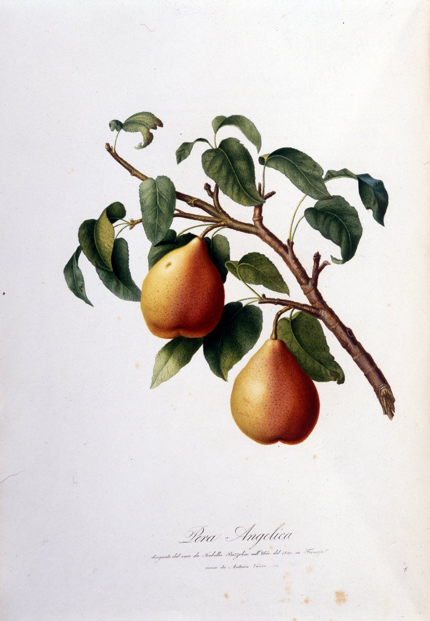 Botanisk tavle, der repræsenterer pera angelica. 1820 - 1822 af Unknown artist
