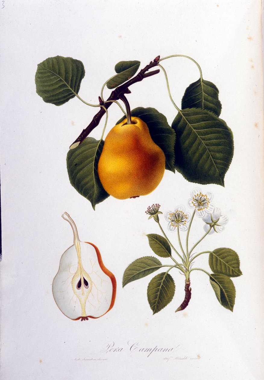 Botanisk bestyrelse, der repræsenterer pera campana. 1820 - 1822. af Unknown artist