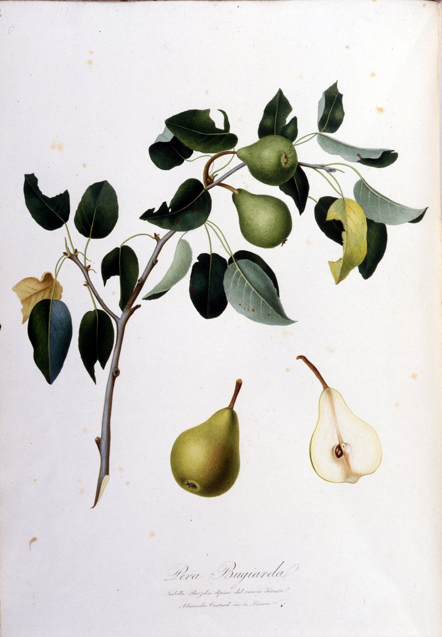Botanisk bestyrelse, der repræsenterer pera campana. 1820 - 1822. af Unknown artist