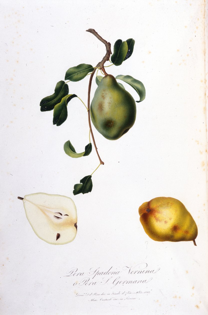 Botanisk tavle, der repræsenterer pera spadona. 1820 - 1822. af Unknown artist