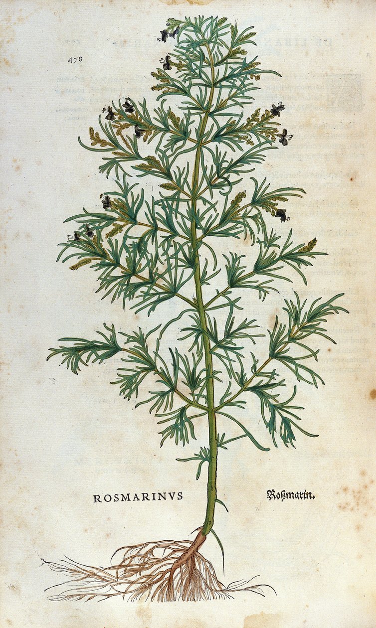 Botanisk tavle: rosmarin (rosmarinus). Herbarium of Lheonard Fuchs, "" Historia Stirpium"", Bale af Unknown artist