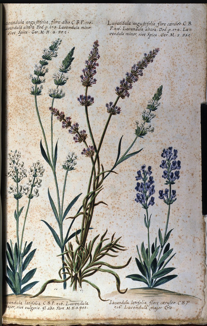 Botanisk bord: ægte lavendel (Lavandula angustifolia) og skylavendel (Lavandula latifolia). af Unknown artist