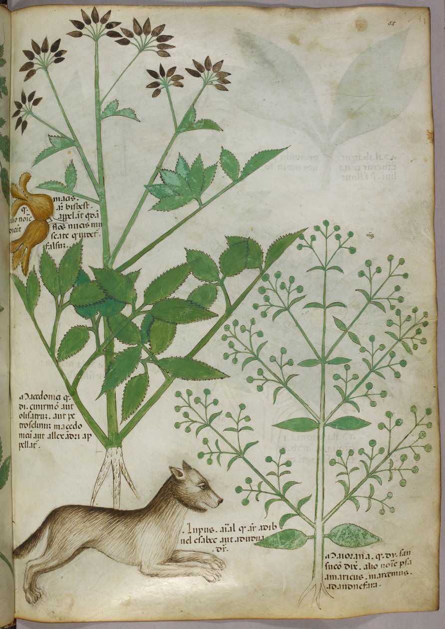 Botanisk illustration af en plante og en ulv. af Unknown artist