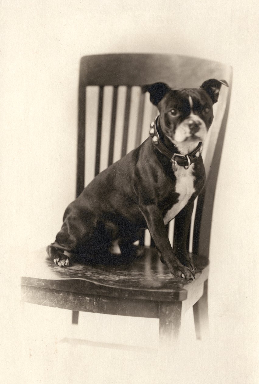 Boxer sidder på en stol, ca. 1890 (sølvtryk) af Unknown artist