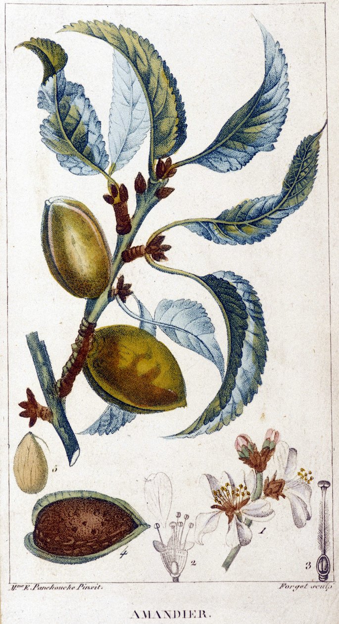 Gren, blomst og frugt af mandeltræet - botanisk bord af Unknown artist