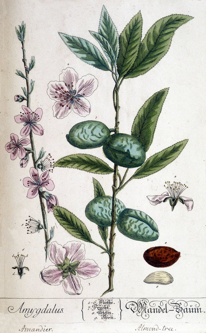 Gren, blomst og frugt af mandeltræet - botanisk bord af Unknown artist