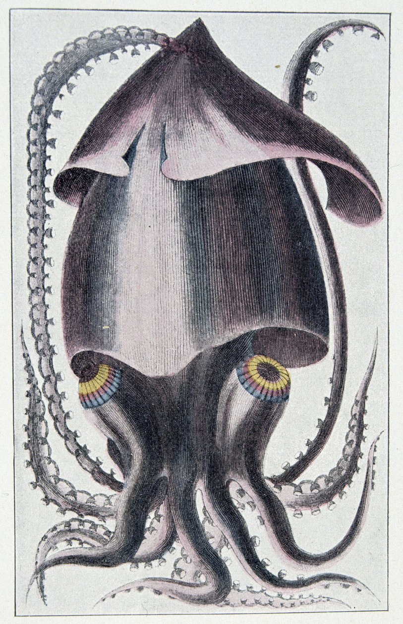 Brasiliansk blæksprutte - efter Denys Montfort i "Bløddyrenes almindelige og ejendommelige naturhistorie", Paris af Unknown artist