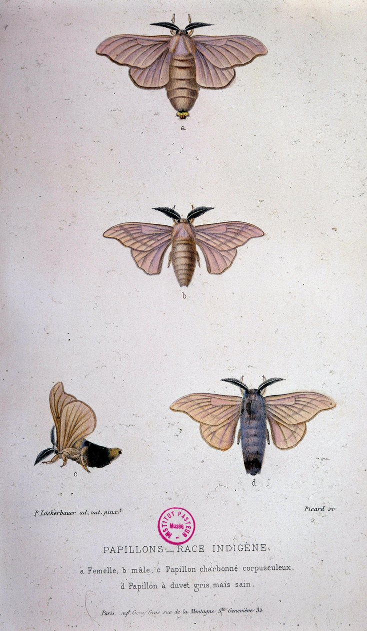 Sommerfugle: Silkeormssygdom - Undersøgelse af Pasteur af Unknown artist