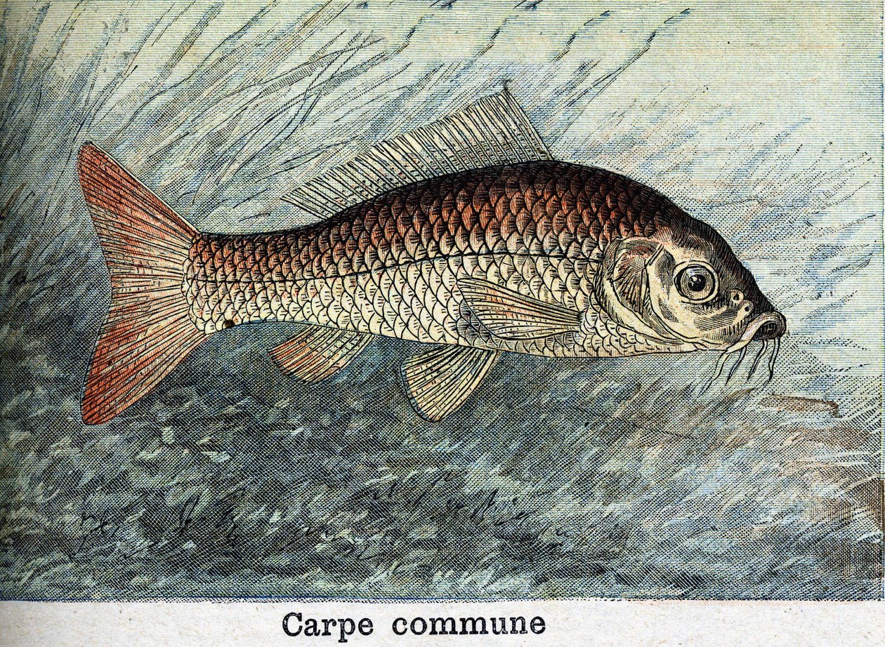 Karpefællesgravering fra 1898 af Unknown artist