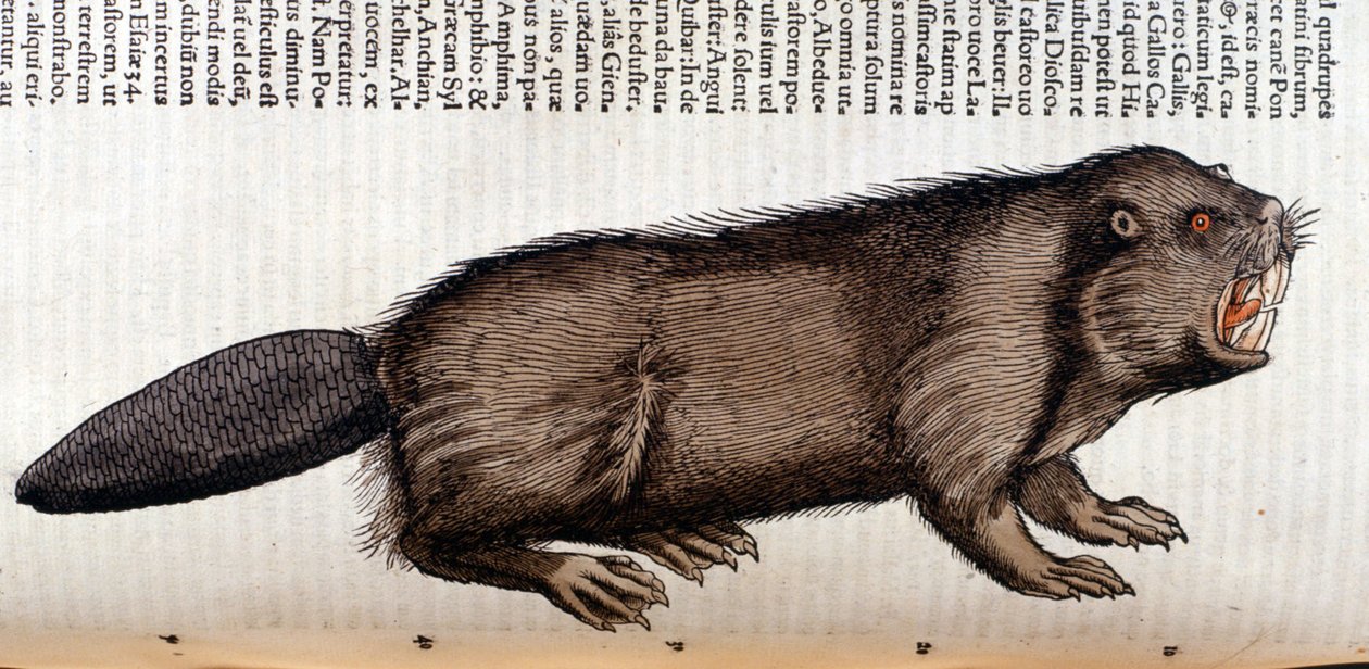 Beaver - i "Historia Animalium" af Conrad Gesner, Tiguri af Unknown artist