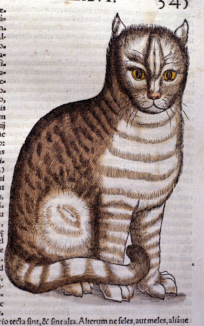 Kat efter Historia Animalium af Conrad Gesner, Tiguri 1560. Biblioteca nazionale Braidense. Milano af Unknown artist