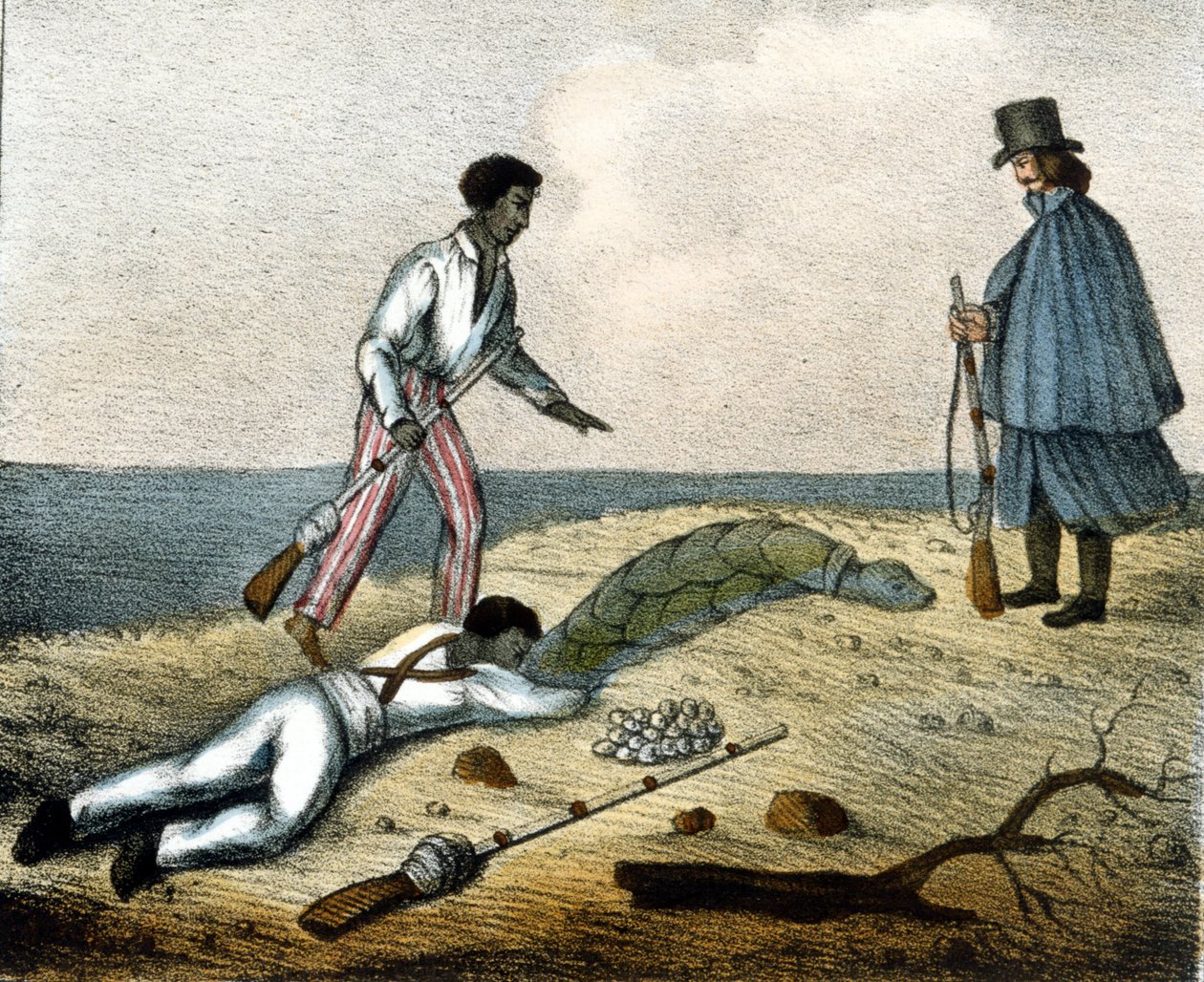 At fange skildpaddeæg. 1800-tals gravering. af Unknown artist