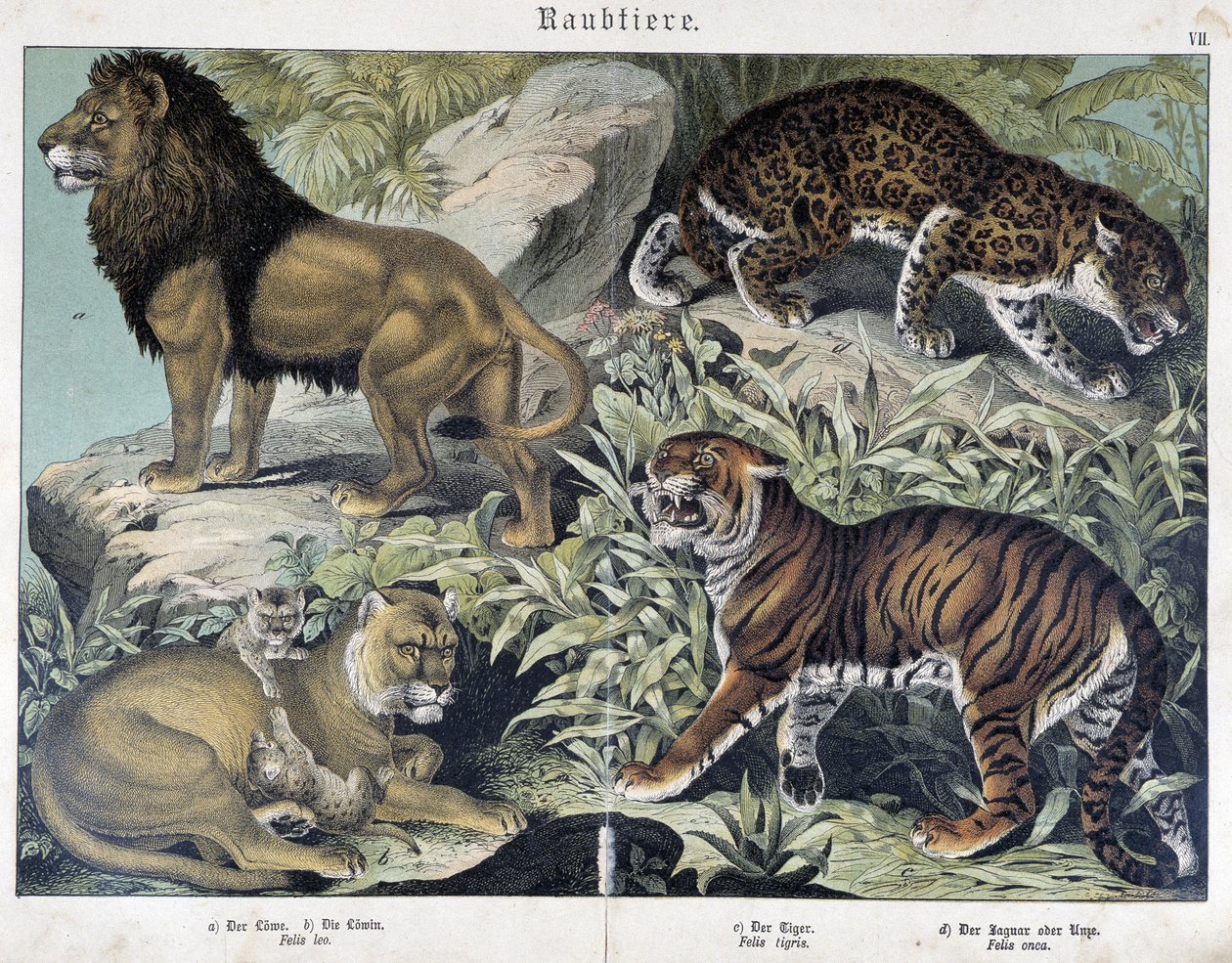 Katte: løve, løvinde, tiger - i "" Naturhistorier om pattedyr", red. Schreiber af Unknown artist