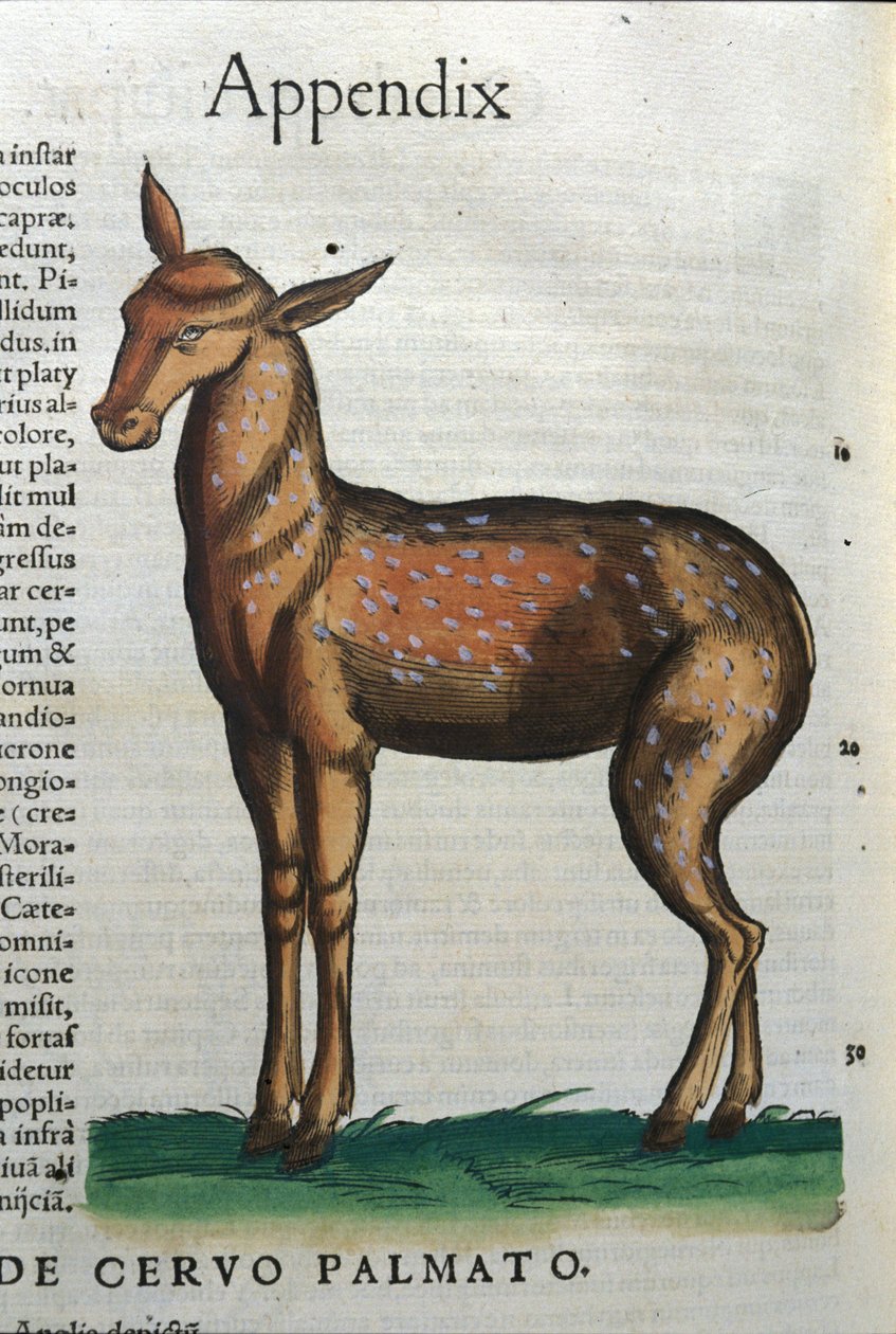 Hjorte (antilope?) i Historia Animalium af Conrad Gesner (1516 - 1565), Tiguri af Unknown artist