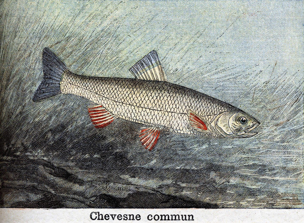 Chevense commun gravering fra 1898 af Unknown artist