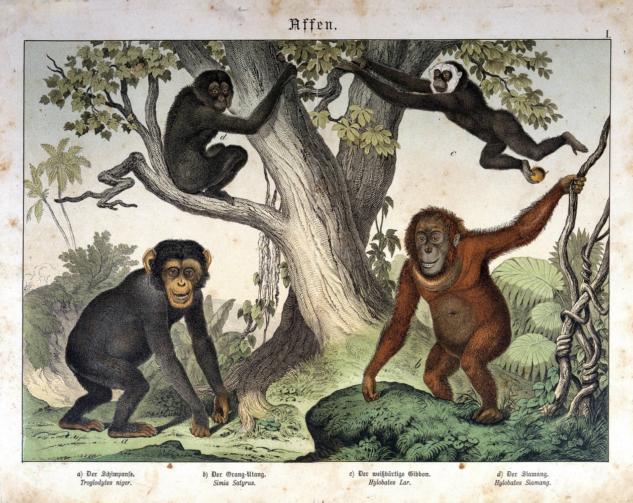 Chimpanseaber, orangutanger (orang-utang, orang-utang, orang-utang)... - i "" Natural history of pattedyr", red. Schreiber, München af Unknown artist