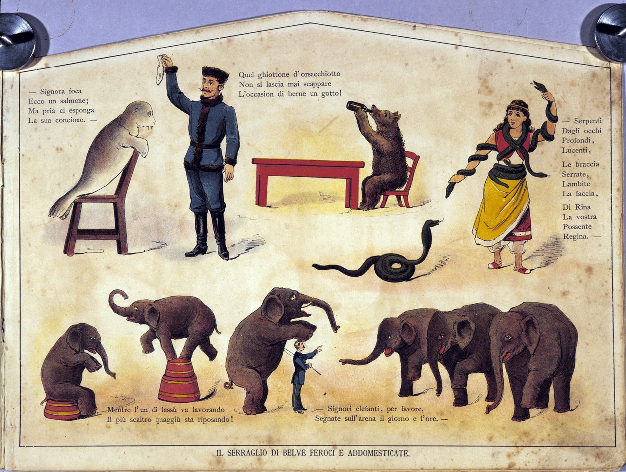 Cirkus: en tavle, der repræsenterer forskellige typer shows af lærde dyr med sæler, elefanter, bjørne, slanger. Illustration af det 19. århundrede af Unknown artist