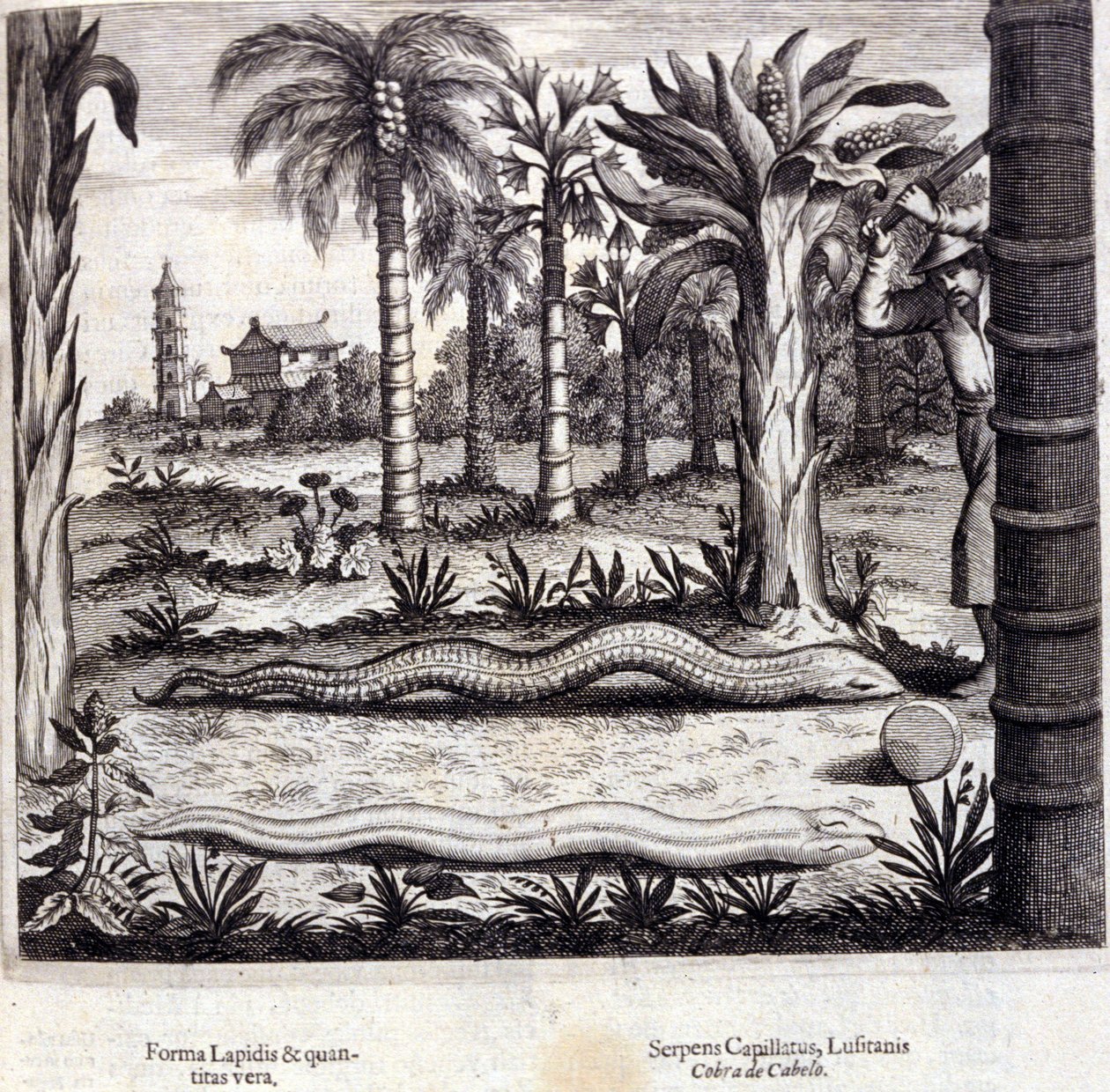 Cobra og giftig slange fra Indien. "De China Monumenta" af Athanasius Kircher (1601 - 1680), jesuit, orientalist og tysk lærd, Amsterdam 1667. af Unknown artist
