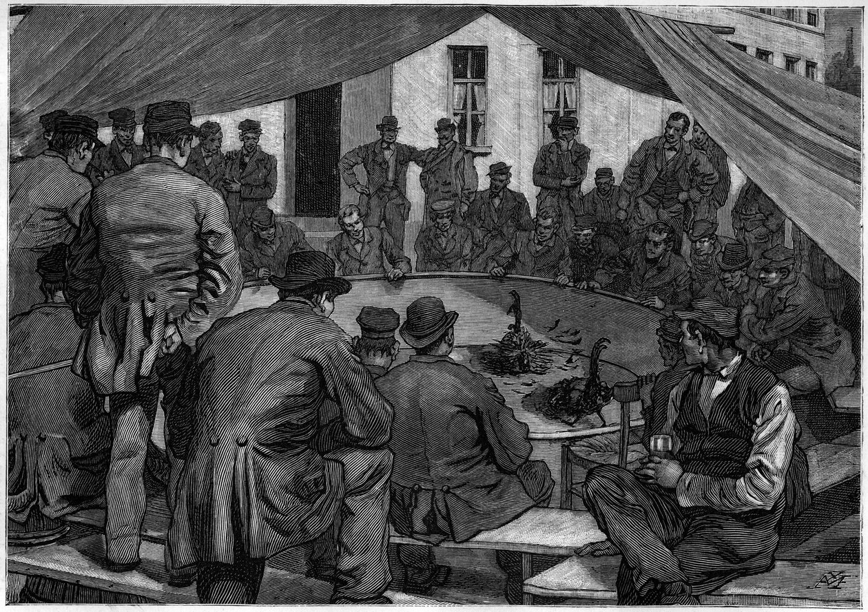 Hanekamp i Belgien i 1888 i "" le journal de la Jeunesse "" de 1888. af Unknown artist