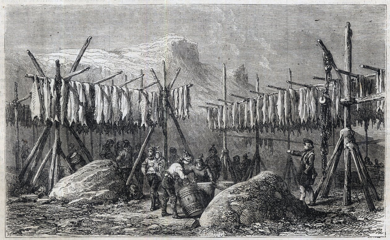 Torsketørring i Fiskerness i Grønland - Torsketørring i Fiskerness i Grønland Indgravering fra “” Det Illustrerende Univers”” 1866 af Unknown artist