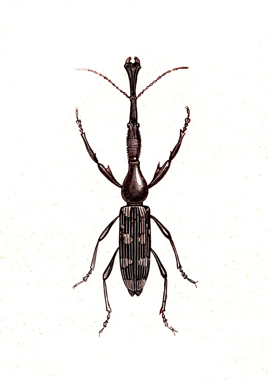 Coleoptera: Brenthus Temminchii af Unknown artist