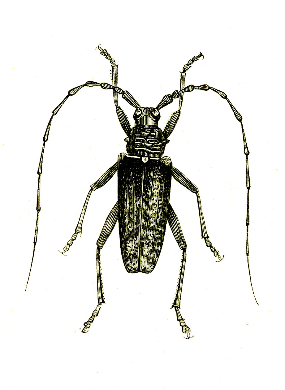 Coleoptera: Cerambyx heros af Unknown artist