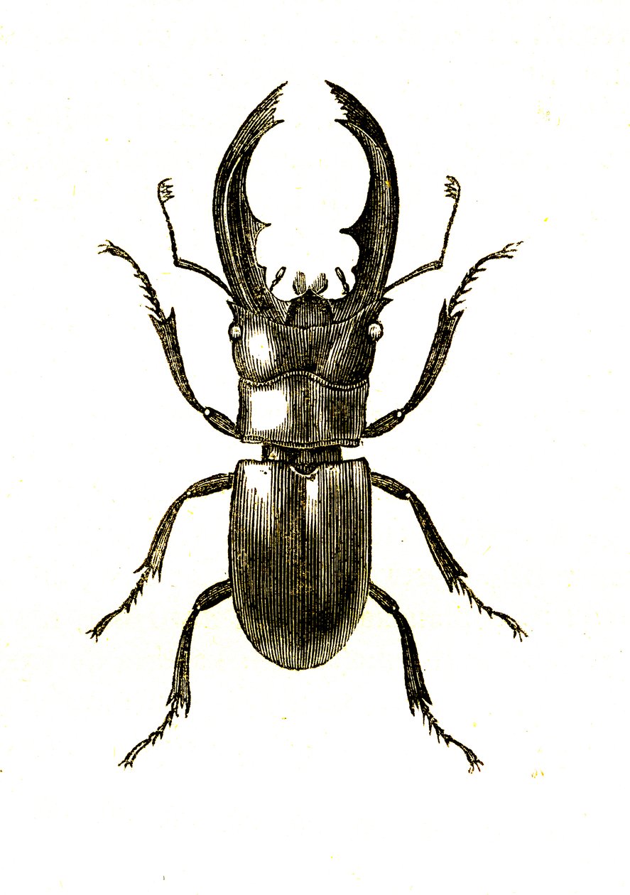 Coleoptera: Hexarthrius Buqueti eller Lucanus af Unknown artist