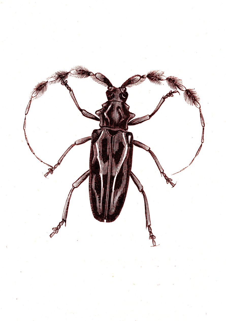 Coleoptera: Lophocerus barbatus af Unknown artist