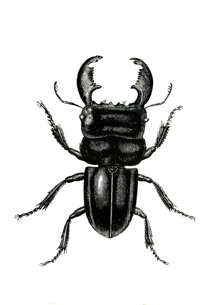Coleoptera: Odontolarius giganteus af Unknown artist