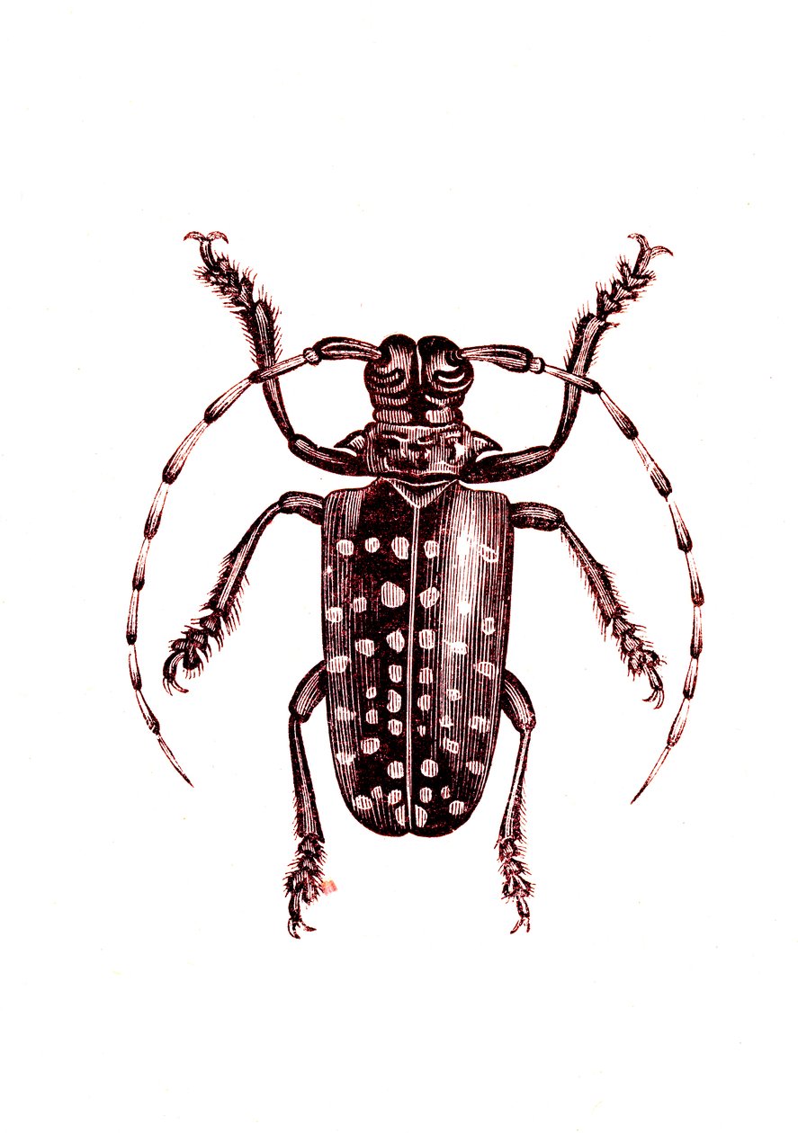 Coleoptera: Ophoptera Tollii af Unknown artist