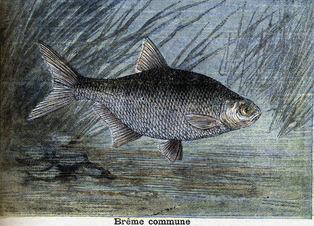 Almindelig Breme. Stik fra 1897 af Unknown artist