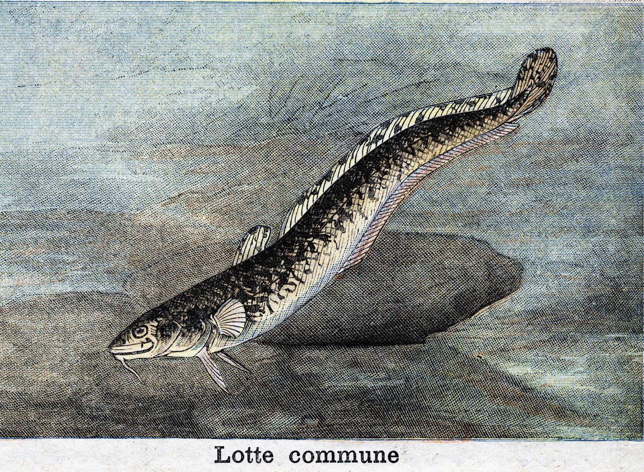 Fælles Lotte-stik fra 1898 af Unknown artist