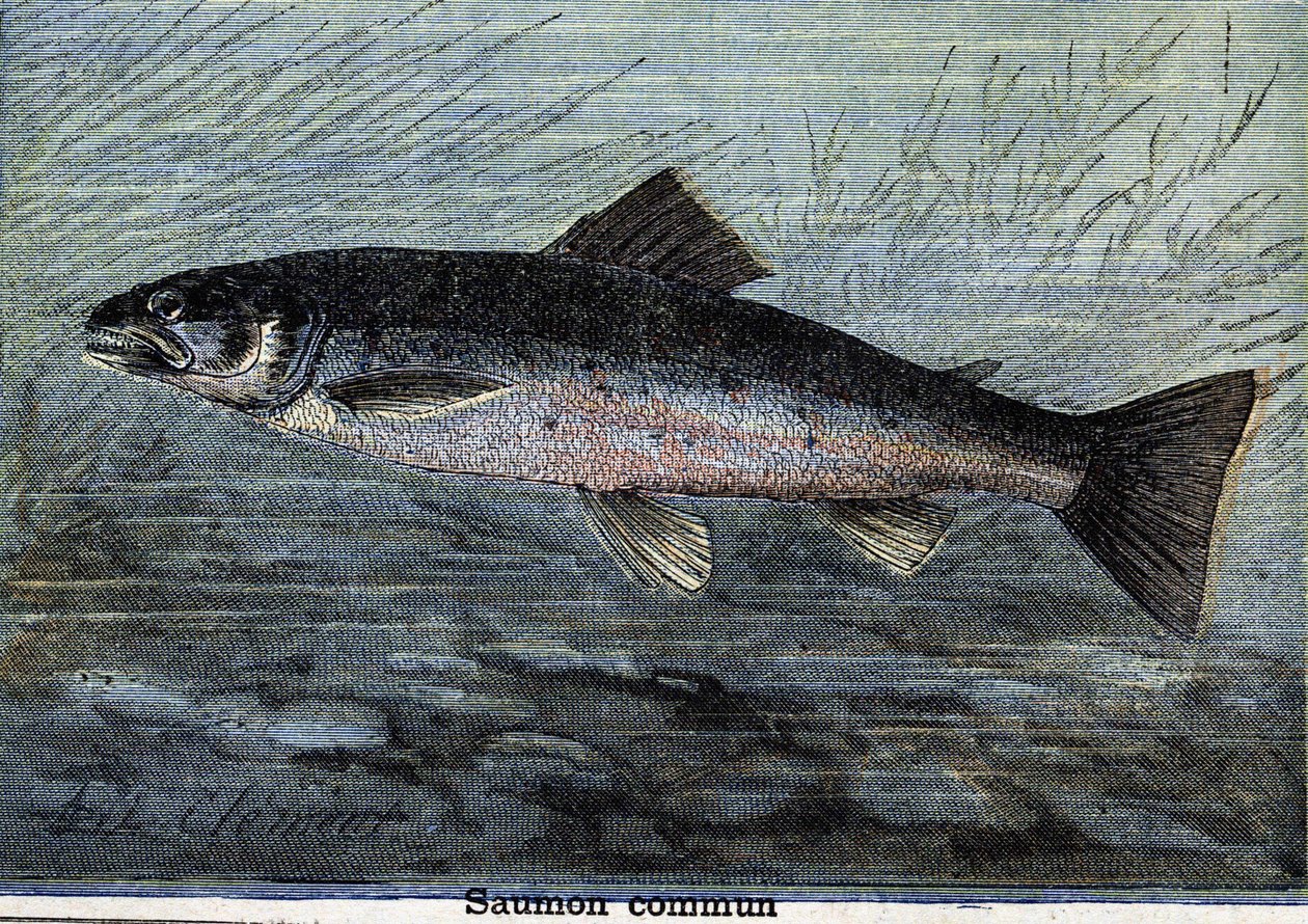 Almindelig laks. Stik fra 1897 af Unknown artist