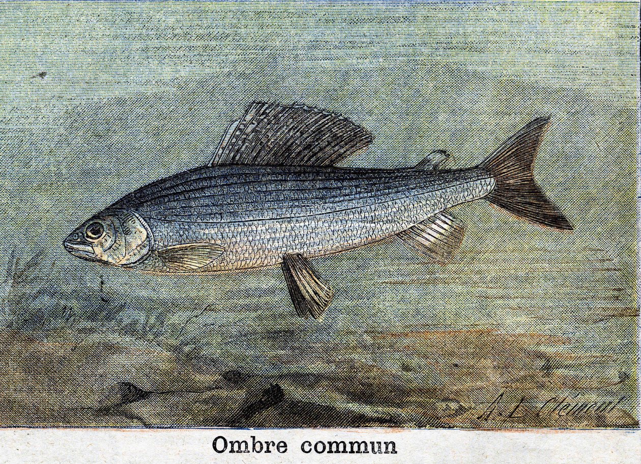 Common Shadow gravering fra 1898 af Unknown artist