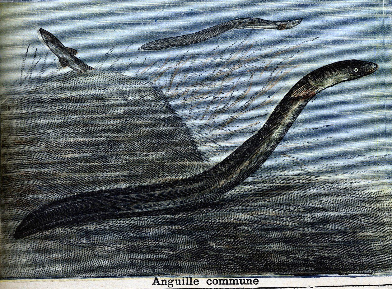 Almindelig ål. Stik fra 1897 af Unknown artist
