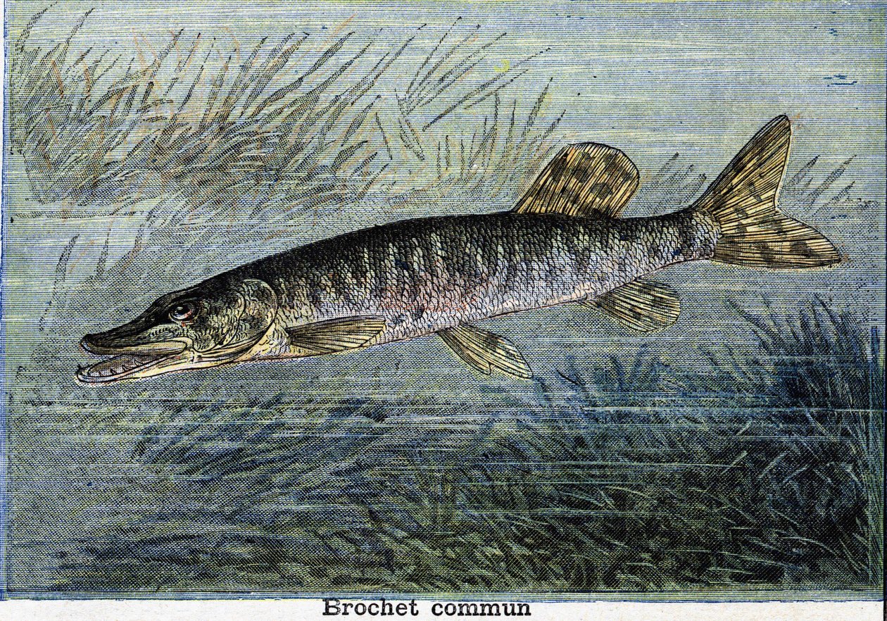 Almindelig gedde. Stik fra 1897 af Unknown artist
