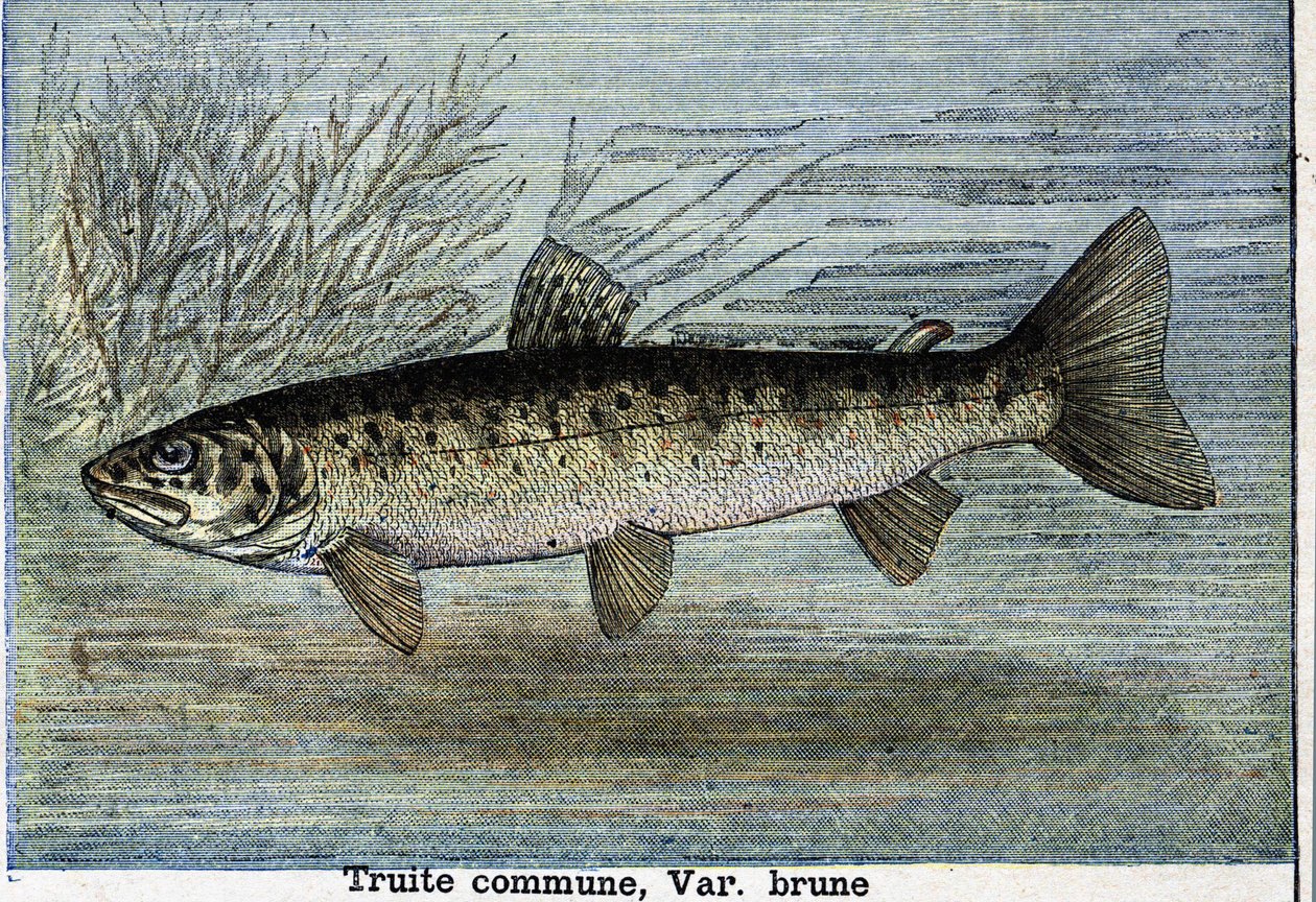 Almindelig ørred. Stik fra 1897 af Unknown artist