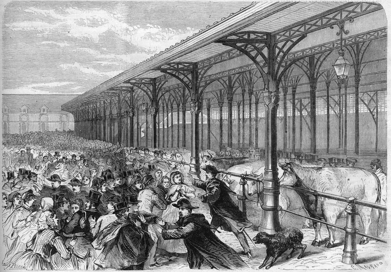 Fedt oksekød konkurrence på Marche de la Villette i Paris. Indgravering i ""The Illustrious Universe"" af Unknown artist