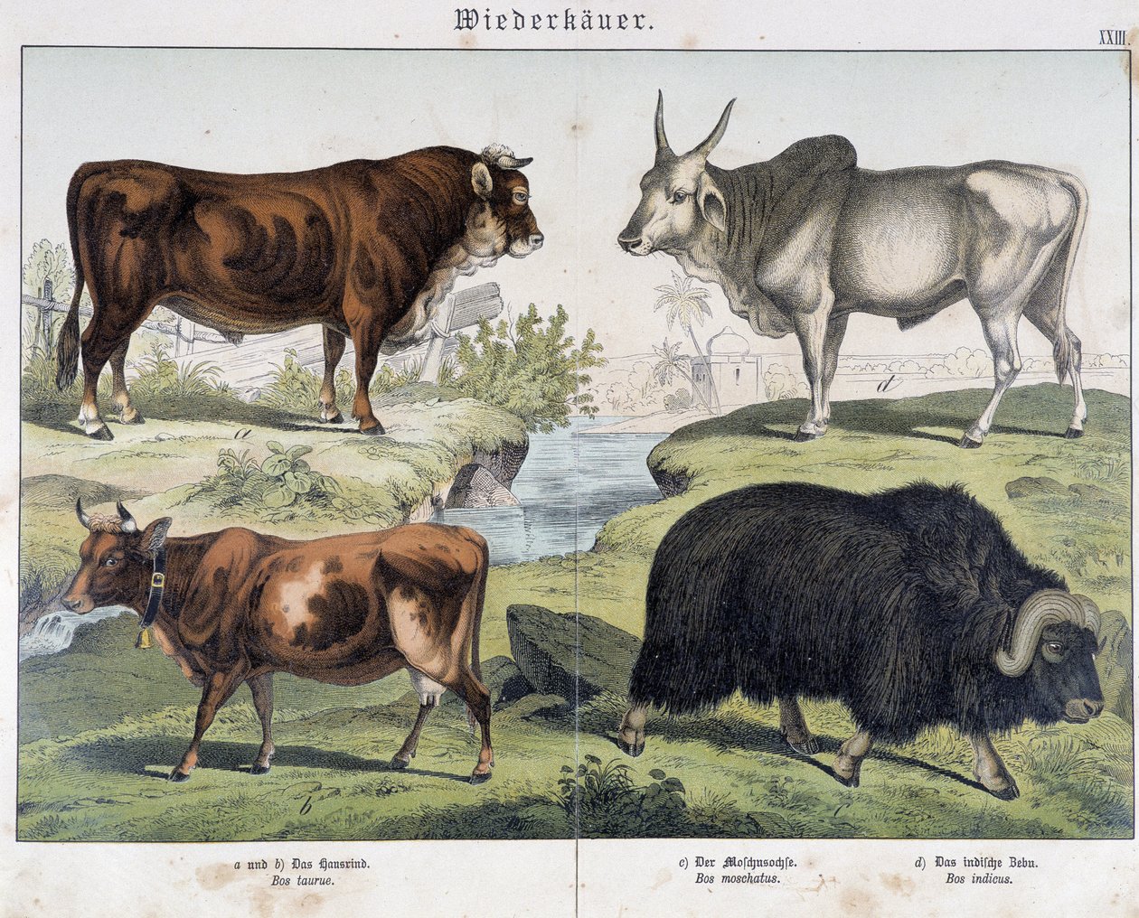Ko, oksekød, yack - i "" Natural History of Pattedyr", red. Schreiber af Unknown artist